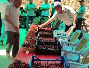 Hisarcık Kutlubeyler köyünde Kiraz Festivali coşkusu
