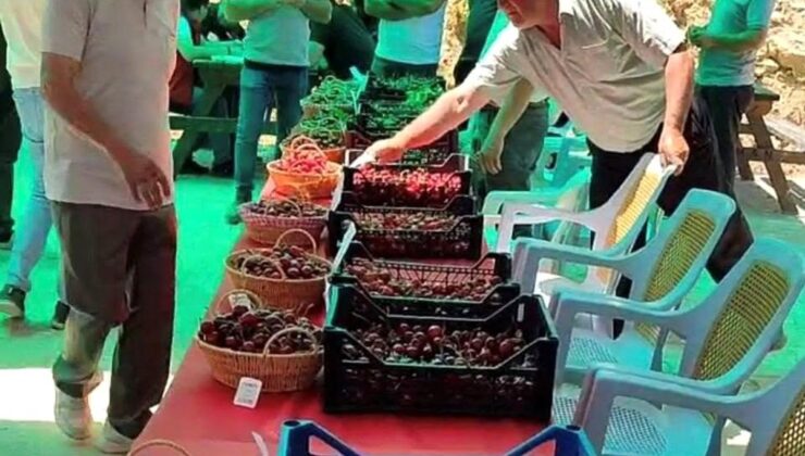 Hisarcık Kutlubeyler köyünde Kiraz Festivali coşkusu