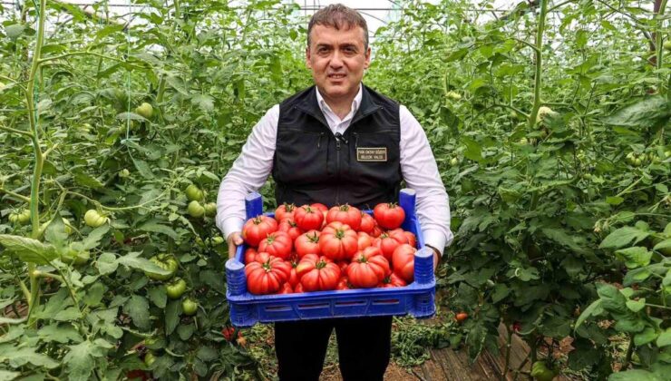 Söğüt’te Domates Hasadı Başladı