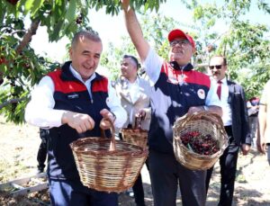 Elazığ’da Kiraz Hasadı Başladı