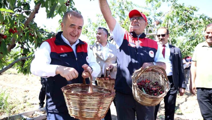Elazığ’da Kiraz Hasadı Başladı
