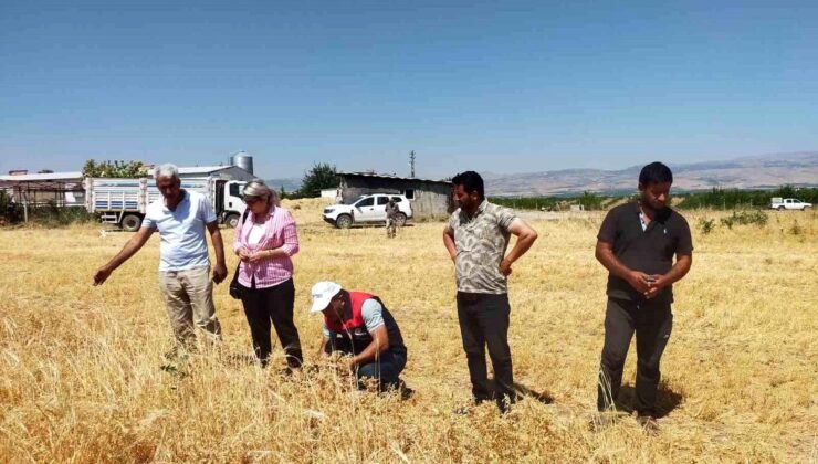 Malatya’da Nohut Hasadı Başladı