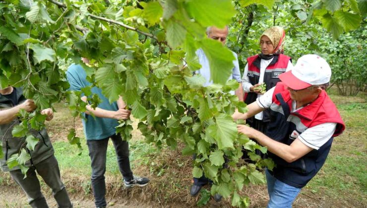Samsun’da 2026 Fındık Rekolte Tespiti Başladı
