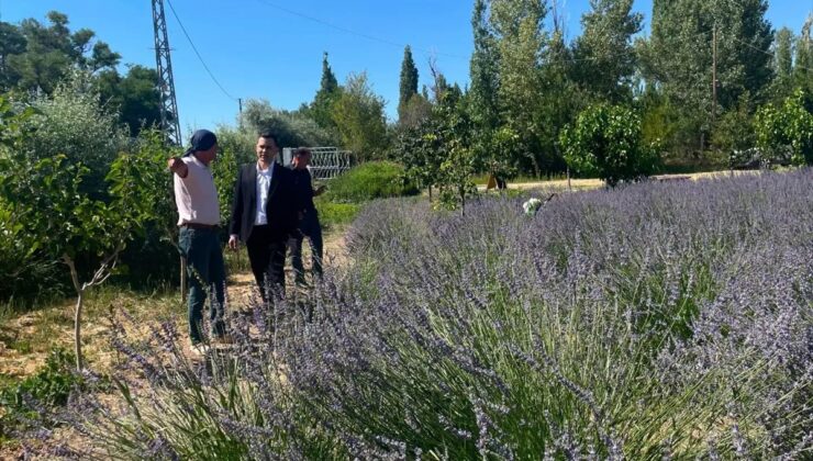 Ulaş’ta Lavanta Üretimi Artıyor